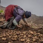 Agricultura andina: Cultivando identidad y sostenibilidad