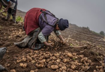 Agricultura andina: Cultivando identidad y sostenibilidad